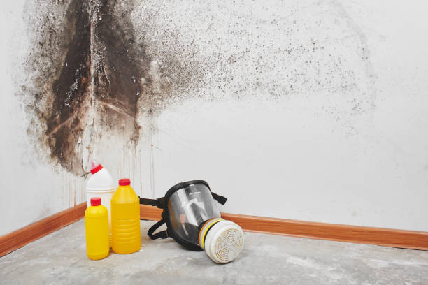 Best Commercial Mold Removal  in Maywood Park, OR