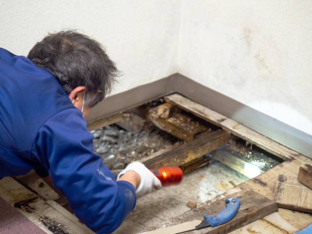 Best Toxic Mold Removal  in Maywood Park, OR