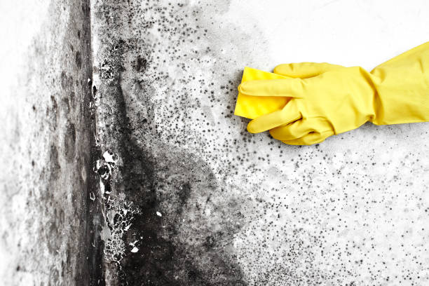 Attic Mold Removal in Maywood Park, OR