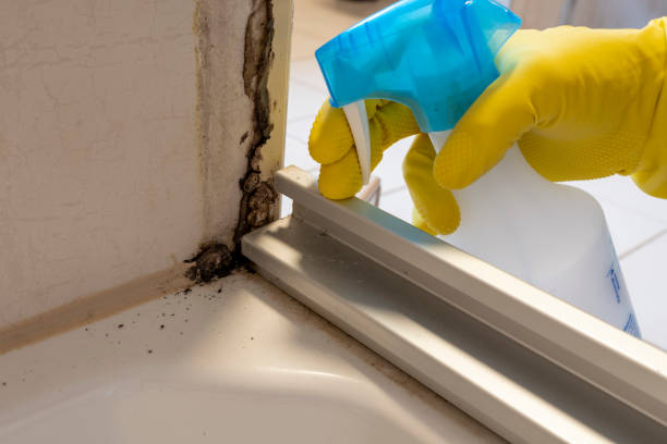 Best Best Mold Removal Companies  in Maywood Park, OR