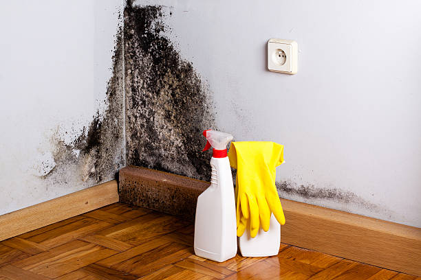 Best Mold Testing  in Maywood Park, OR