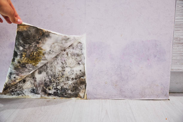 Best Mold Remediation Services  in Maywood Park, OR